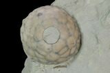 Fossil Crinoid (Eucalyptocrinus) Calyx on Rock - Indiana #127317-2